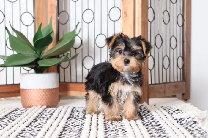 Winnie - Stunning Female AKC Yorkie Puppy - Image 3
