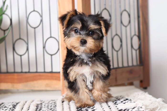 Winnie - Stunning Female AKC Yorkie Puppy - Image 4