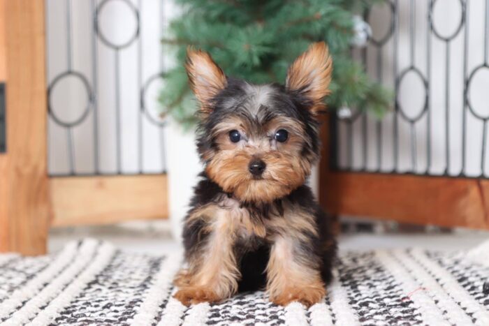 Winnie - Cuddly Little Teacup ACA Female Yorkie - Image 4