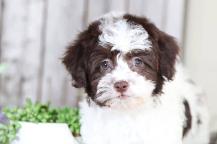 Winnie - Sweet HavaPoo Puppy - Image 4