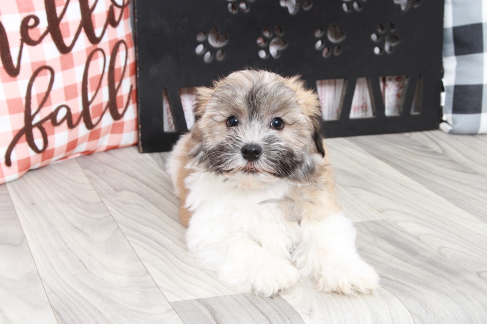 Winston - Very Smart Little ACA Male Havanese Puppy - Image 5