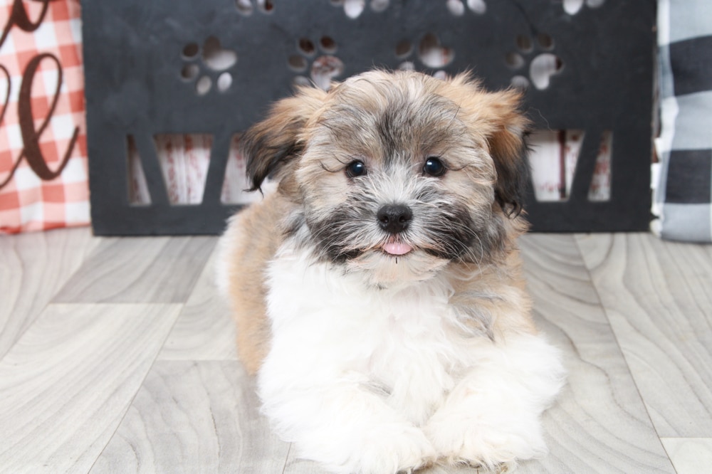 Winston - Very Smart Little ACA Male Havanese Puppy - Image 4