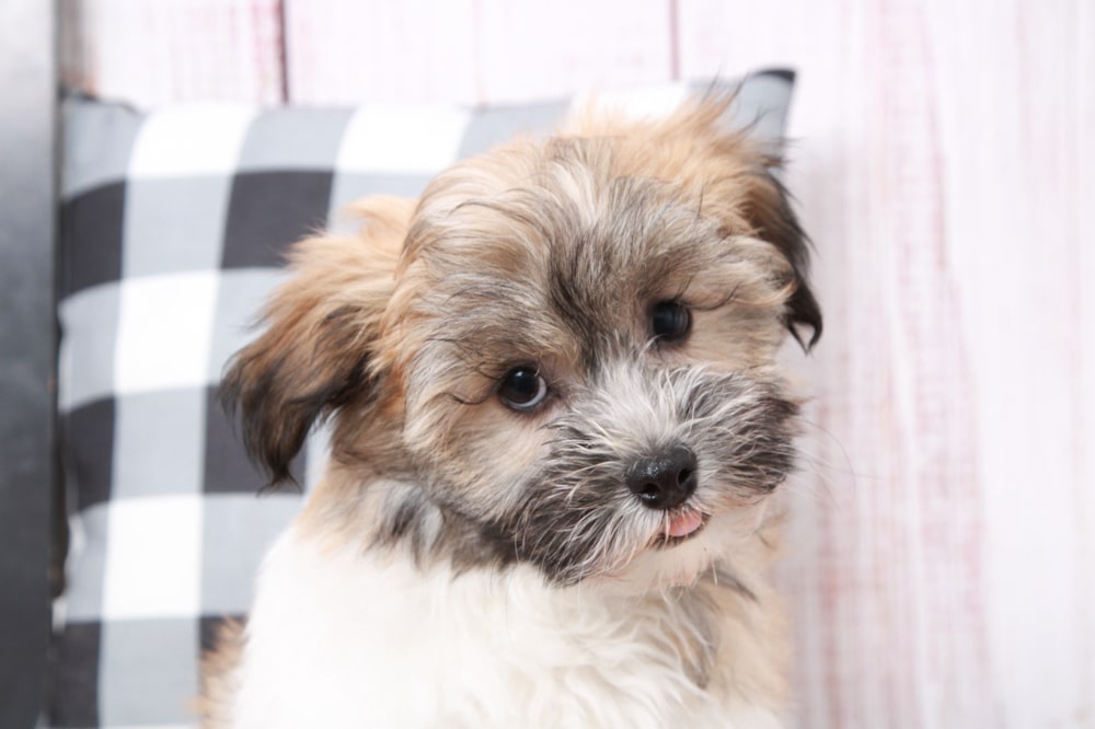 Winston - Very Smart Little ACA Male Havanese Puppy - Image 3