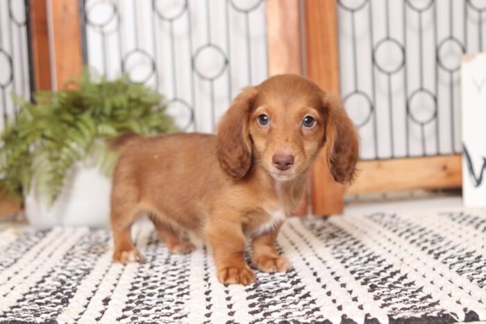 Woodrow - Cuddly Red Male Long Hair Dachshund Puppy - Image 3