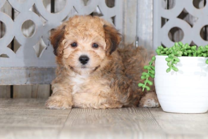 Woody - Cute Little Yorkie/Bichon Puppy