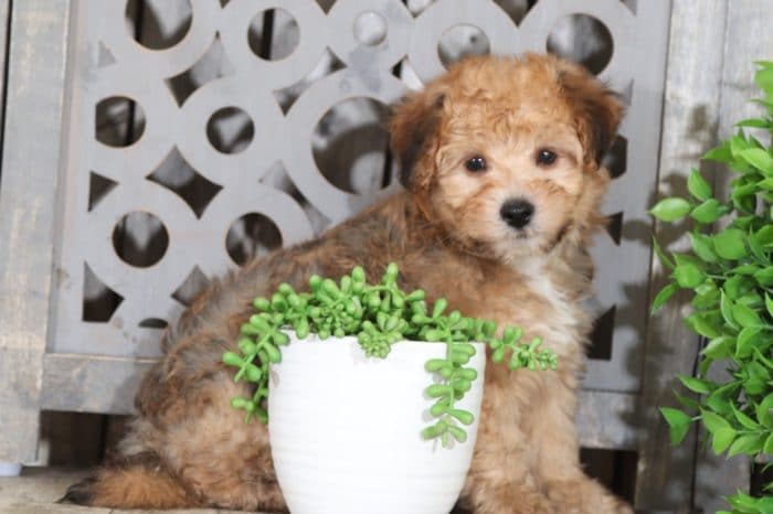 Woody - Cute Little Yorkie/Bichon Puppy - Image 4