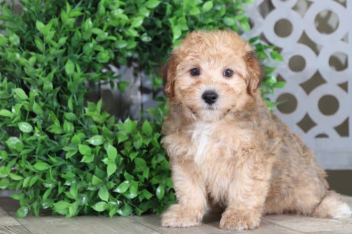 Woody - Cute Little Yorkie/Bichon Puppy - Image 3