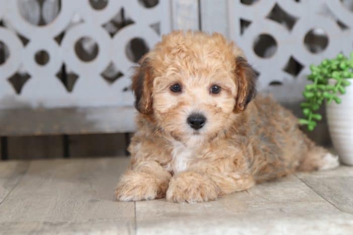 Woody - Cute Little Yorkie/Bichon Puppy - Image 2