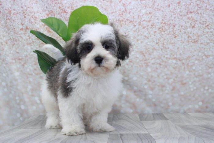 Woofie- Stunning Male Shih-Poo Puppy - Image 3