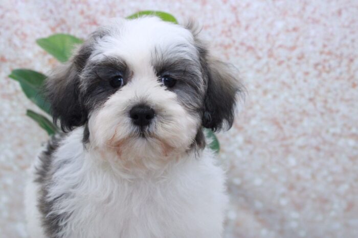 Woofie- Stunning Male Shih-Poo Puppy - Image 2