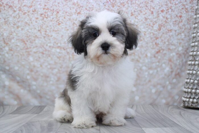 Woofie- Stunning Male Shih-Poo Puppy