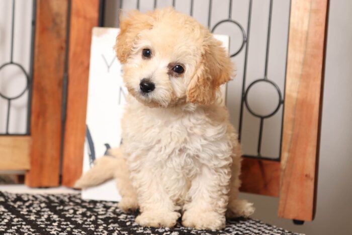 Wooly- Wonderful Little Male Poochon Puppy