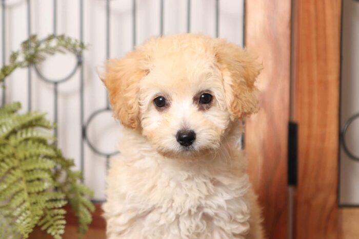 Wooly- Wonderful Little Male Poochon Puppy - Image 2