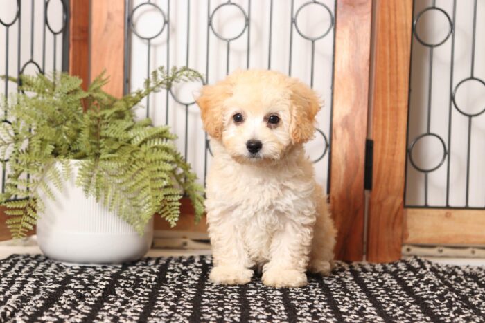 Wooly- Wonderful Little Male Poochon Puppy - Image 3