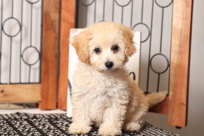 Wooly- Wonderful Little Male Poochon Puppy - Image 4
