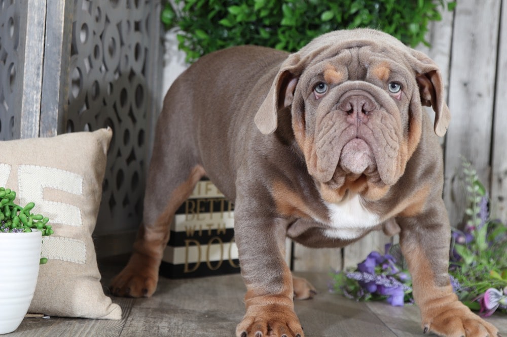 bulldog wrinkles akc