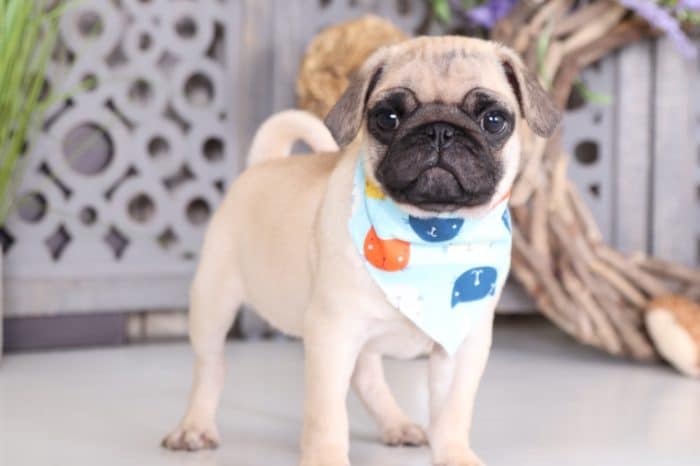 Wrinkles - Amazing AKC Pug
