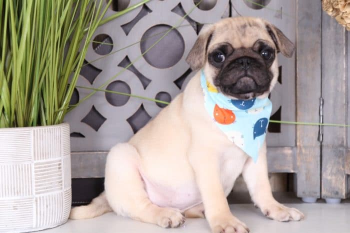 Wrinkles - Amazing AKC Pug - Image 2