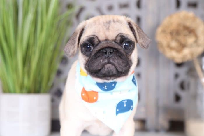 Wrinkles - Amazing AKC Pug - Image 3