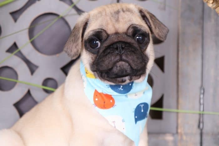Wrinkles - Amazing AKC Pug - Image 4