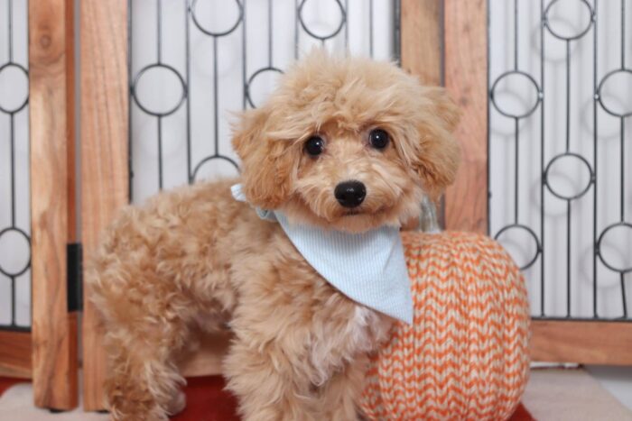 Wyatt - Awesome Red Male Poochon Puppy - Image 3