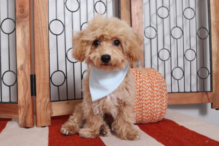 Wyatt - Awesome Red Male Poochon Puppy - Image 4