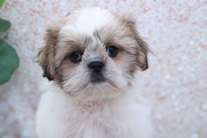 Yeti - Attractive Little Male Shih-Tzu Puppy - Image 3