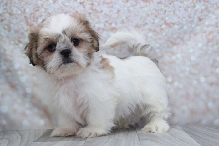 Yeti - Attractive Little Male Shih-Tzu Puppy - Image 2