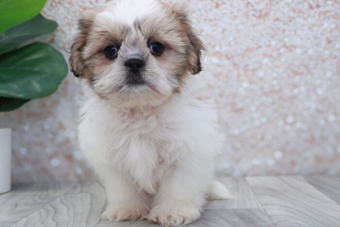 Yeti - Attractive Little Male Shih-Tzu Puppy