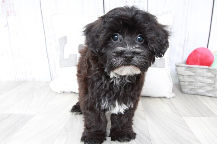 Yoshi - Stunning Male Yochon Puppy