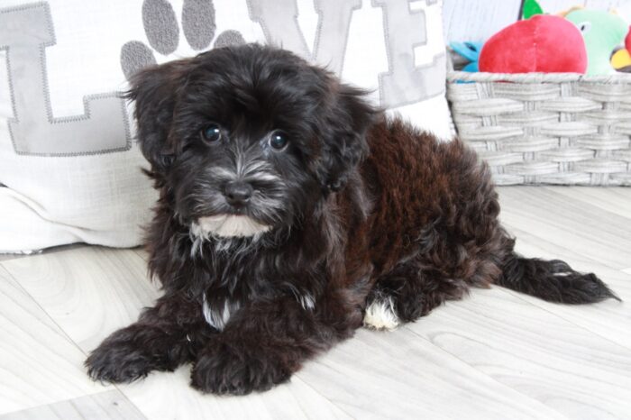 Yoshi - Stunning Male Yochon Puppy - Image 2