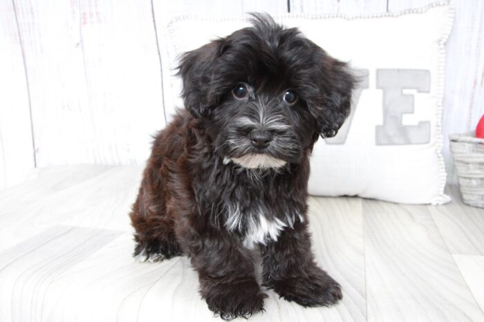 Yoshi - Stunning Male Yochon Puppy - Image 4