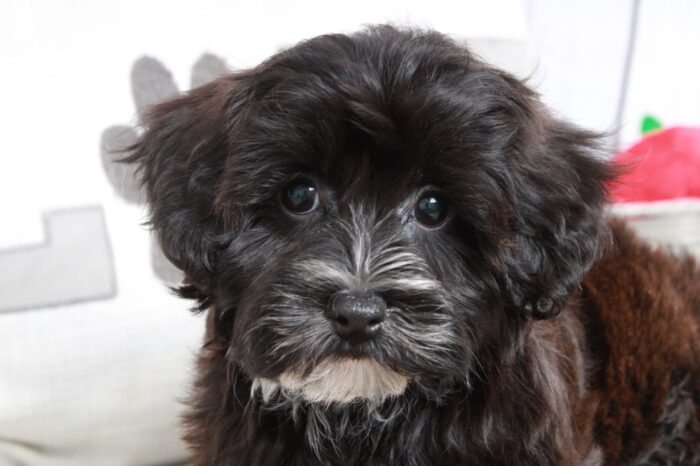 Yoshi - Stunning Male Yochon Puppy - Image 3