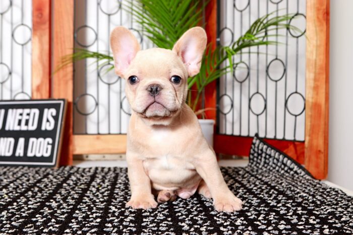 Yoyo- Stunning Male Cream AKC French Bulldog Puppy