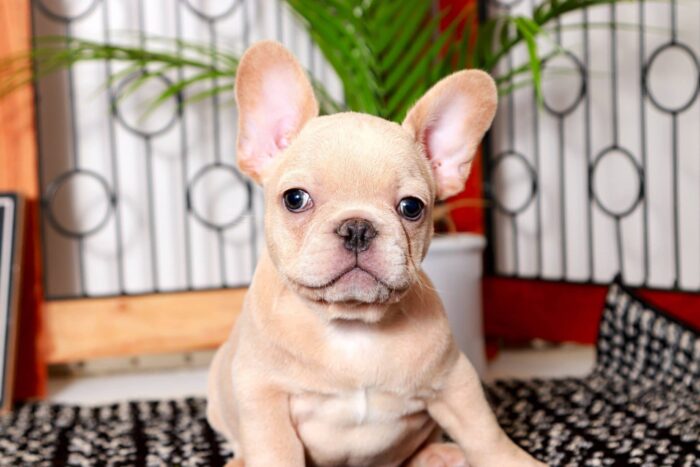 Yoyo- Stunning Male Cream AKC French Bulldog Puppy - Image 2