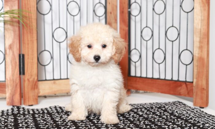 Zack - Beautiful Little Male Apricot Poodle Puppy
