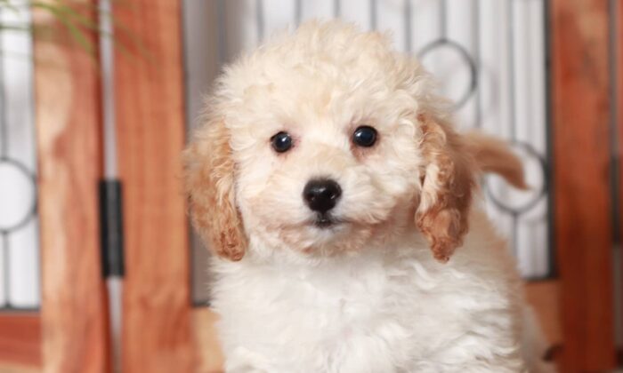 Zack - Beautiful Little Male Apricot Poodle Puppy - Image 2