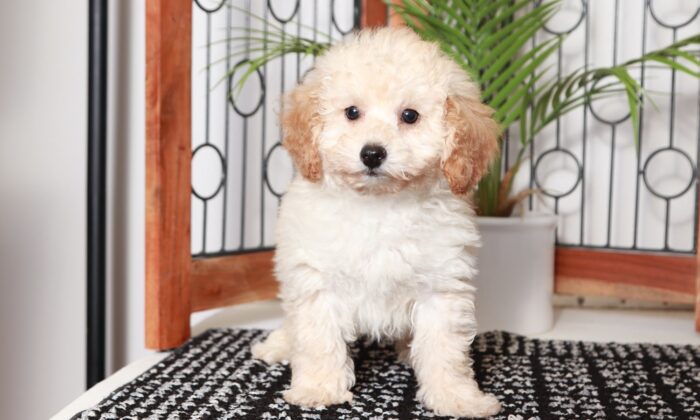 Zack - Beautiful Little Male Apricot Poodle Puppy - Image 3