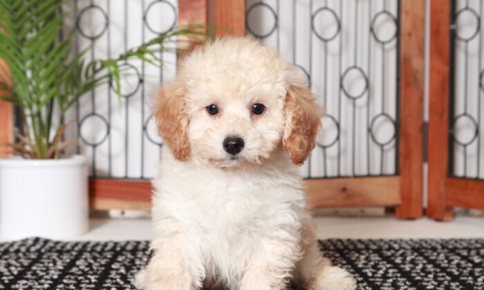 Zack - Beautiful Little Male Apricot Poodle Puppy - Image 4