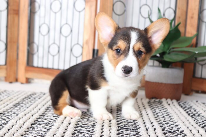 Zander- Spunky Little Male AKC Corgi Puppy