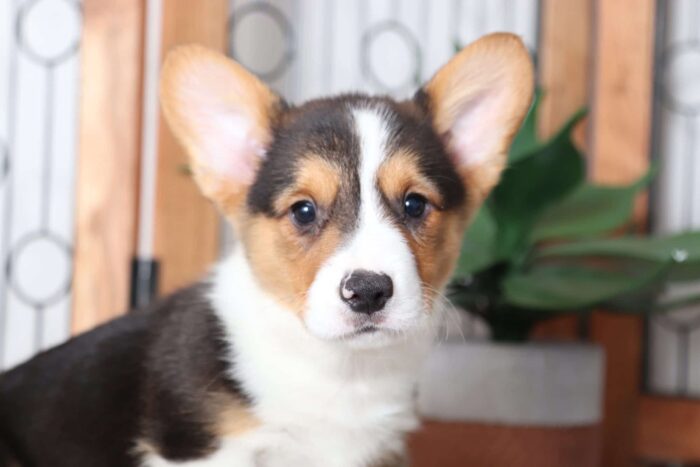 Zander- Spunky Little Male AKC Corgi Puppy - Image 2