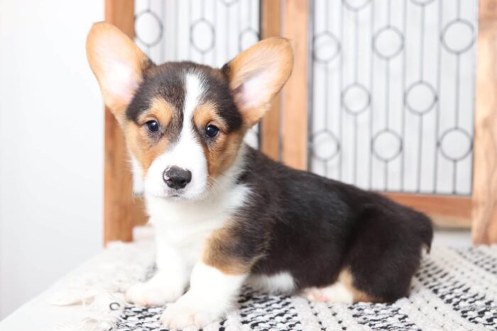 Zander- Spunky Little Male AKC Corgi Puppy - Image 3