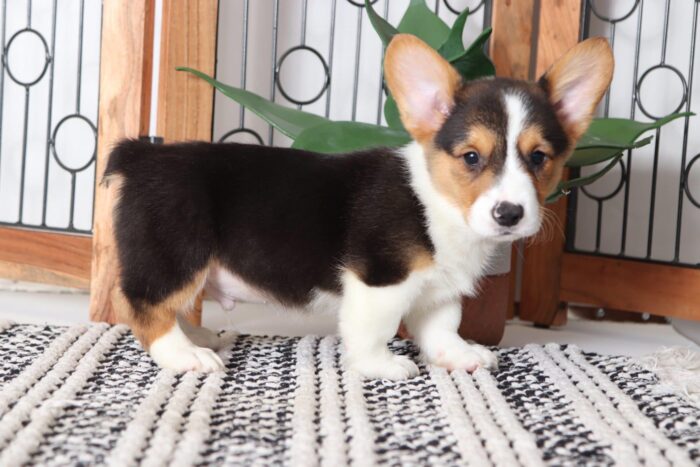 Zander- Spunky Little Male AKC Corgi Puppy - Image 4