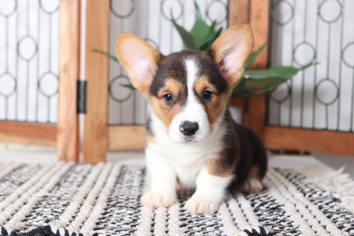 Zander- Spunky Little Male AKC Corgi Puppy - Image 5