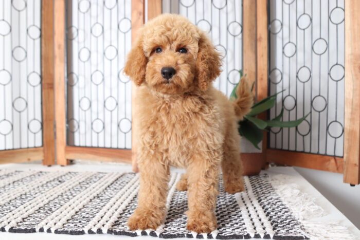 Zane  - Awesome Male F1B Mini Goldendoodle Puppy