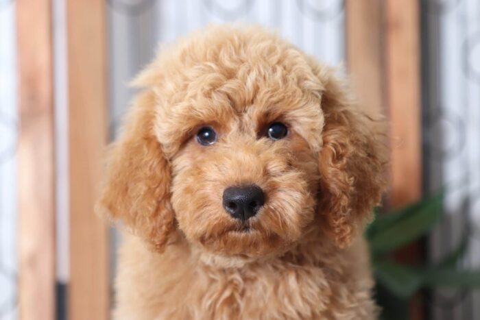 Zane  - Awesome Male F1B Mini Goldendoodle Puppy - Image 2