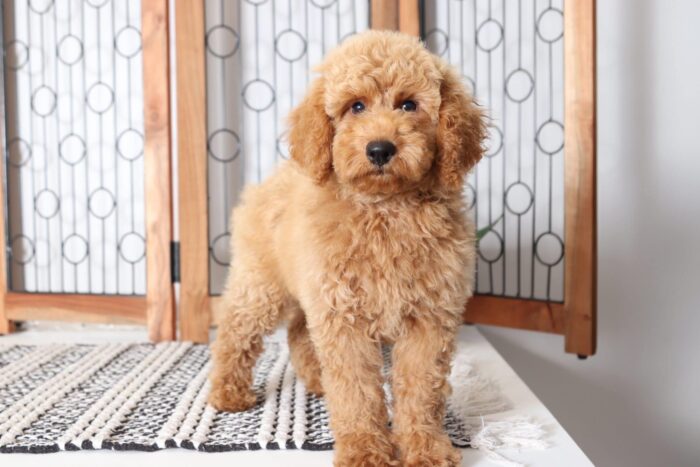 Zane  - Awesome Male F1B Mini Goldendoodle Puppy - Image 3