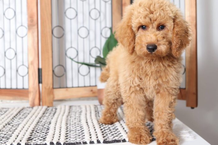 Zane  - Awesome Male F1B Mini Goldendoodle Puppy - Image 4