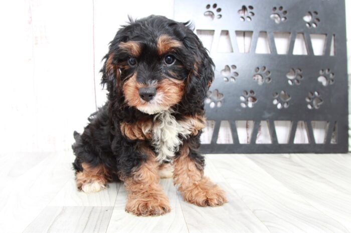 Zar - Fun Male Cavapoo Puppy - Image 4