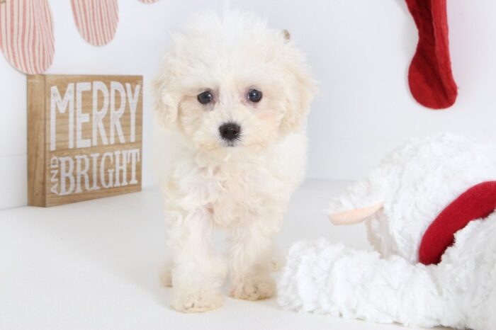 Zara- Loving female Poo-Chon Puppy